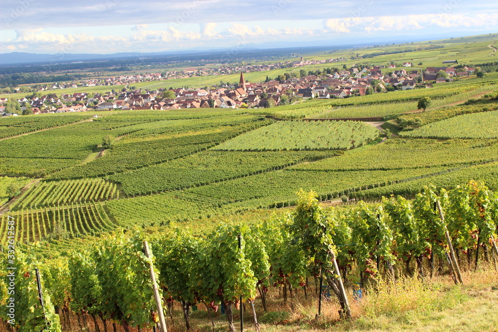 Weinfelder, Elsass