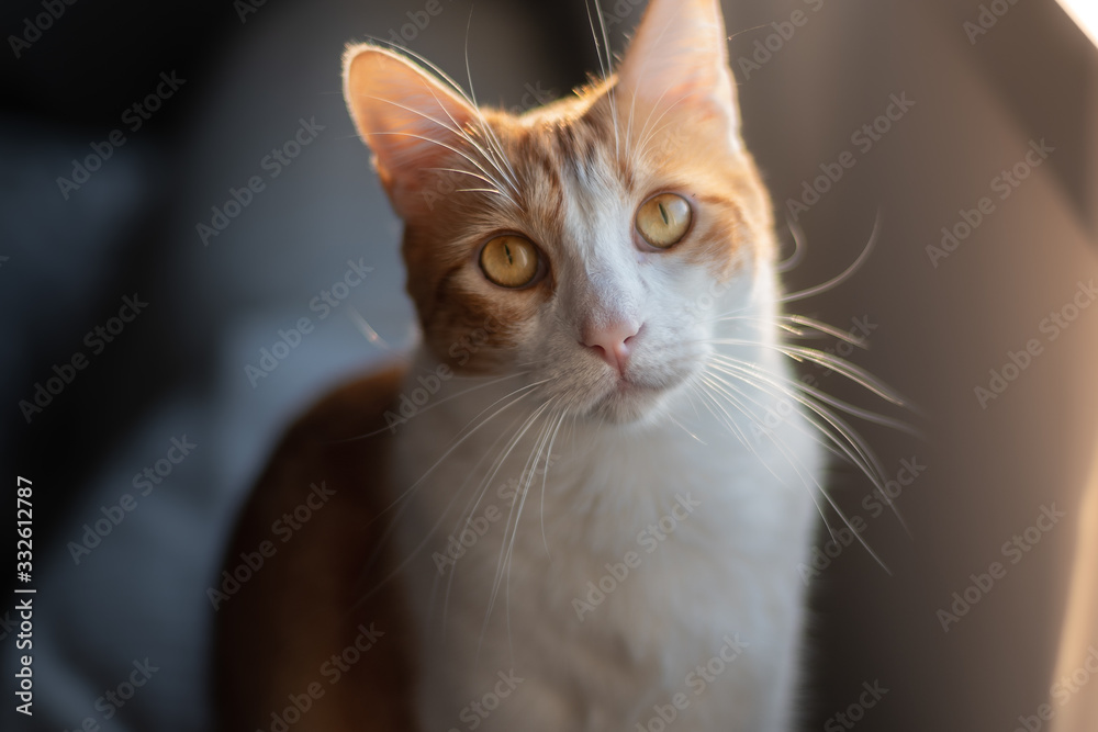 primer plano de gato blanco y marron de ojos amarillos mirando a la camara en un ambiente de Luz y sombra
