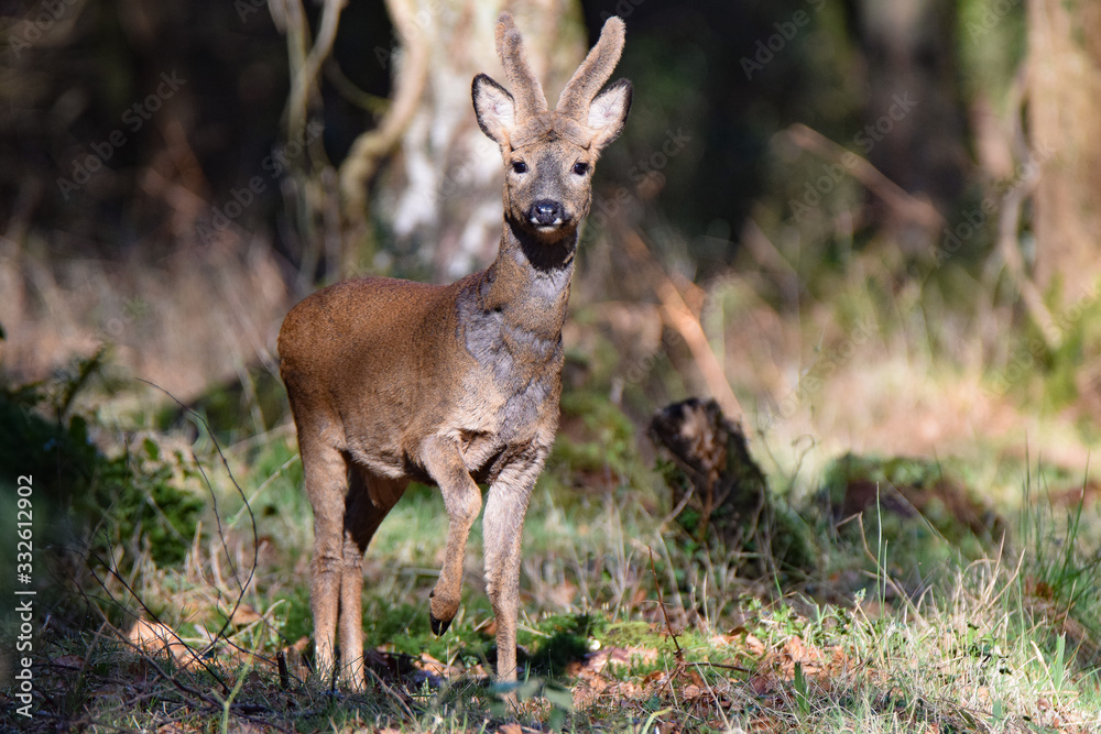 Fototapeta premium Young spring stag