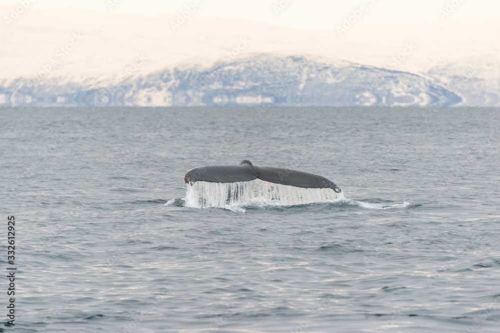 Fototapeta premium Humpback Whale Norway