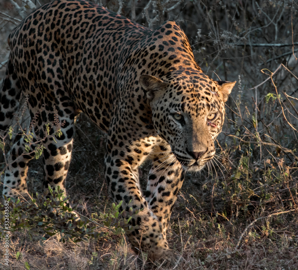 leopard walking in golden light; leopard walking in the bushes leopard walking in golden light; leopard walking in the bushes