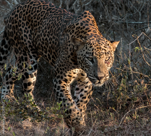 leopard walking in golden light  leopard walking in the bushes