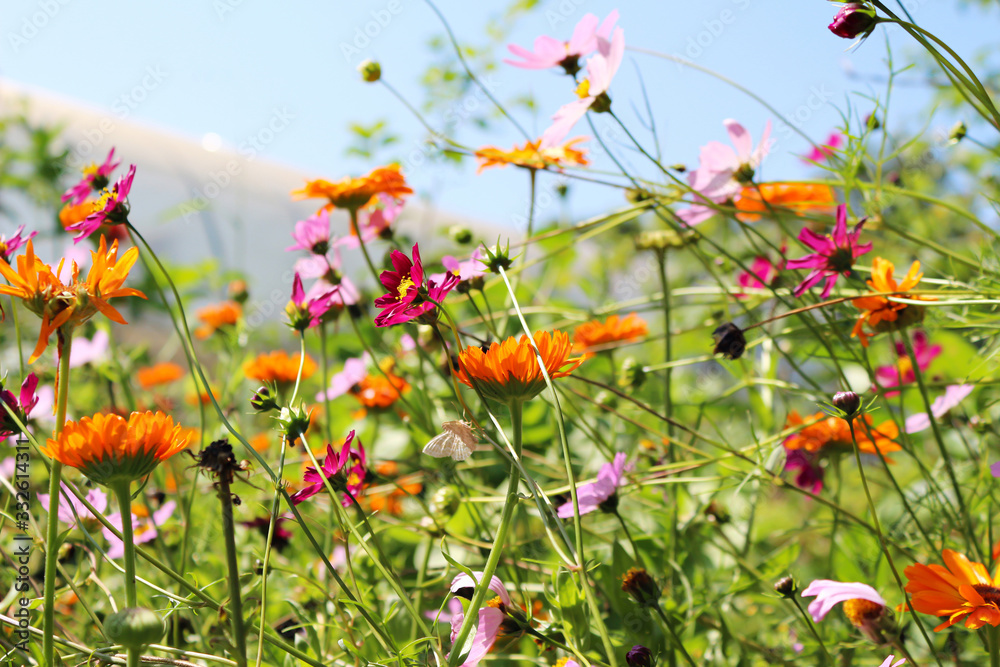 Beautiful cosmos and calendula flowers blooming in garden