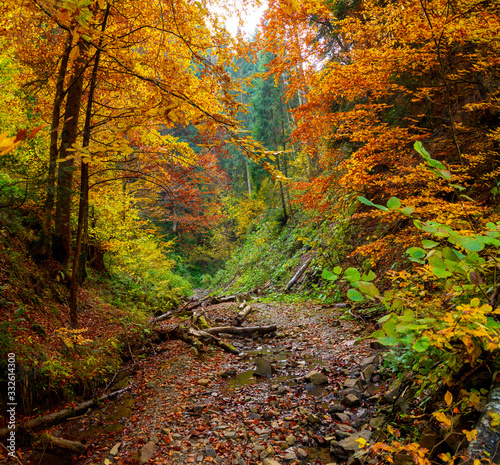 Fototapeta Naklejka Na Ścianę i Meble -  Autumn forest trees thicket in the mountains