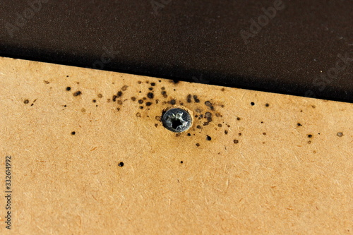 Bettwanzen, Kot, Holz photo