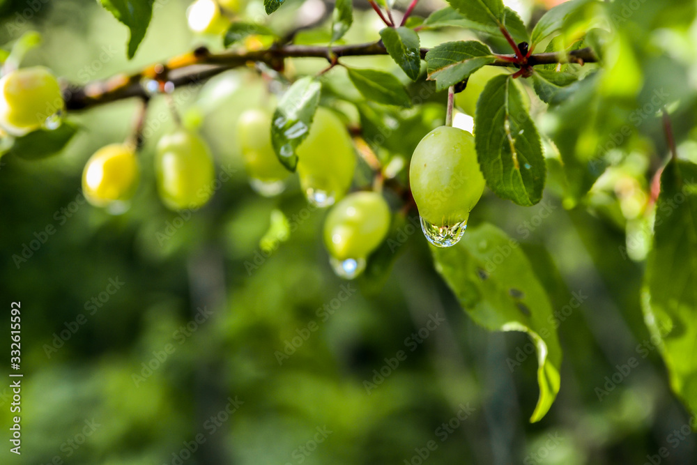 Ovary of cherry-plum fruit on a branch.Young green plum fruit on a tree, fruit