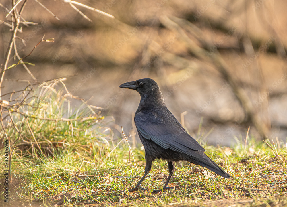 Fototapeta premium rabe