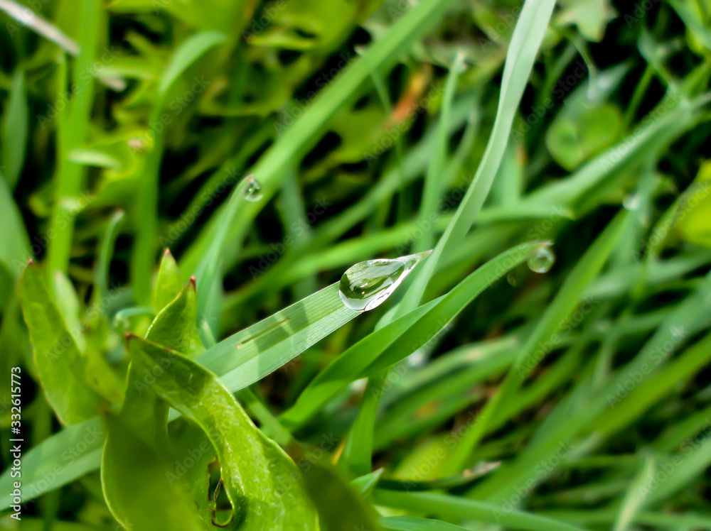 Raindrop on green grass. Twinkle like jewery.Green grass with water drops.Drops of water on the green grass after rain, macro Raindrop on green grass. Twinkle like jewery.Green grass with water drops.Drops of water on the green grass after rain, macro