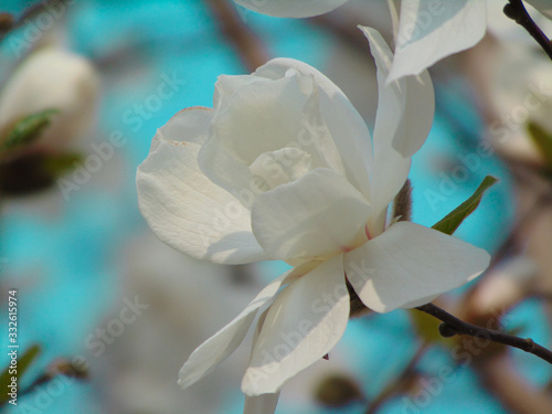 magnolia blue