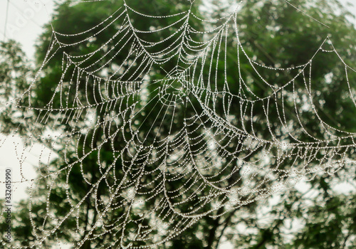 Raindrops on spider net after the rain