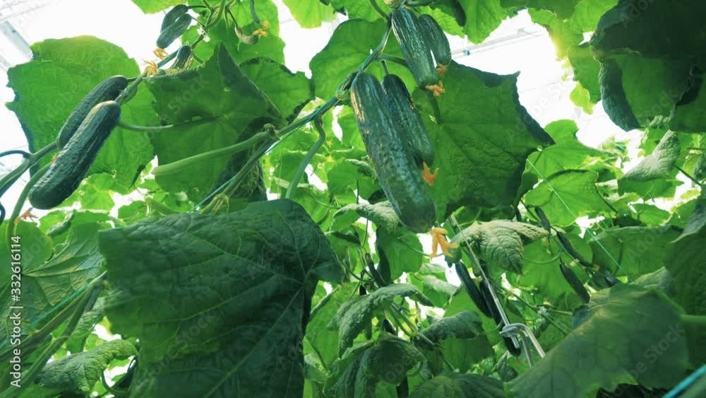 Plants with cucumbers cultivated in glasshouse.