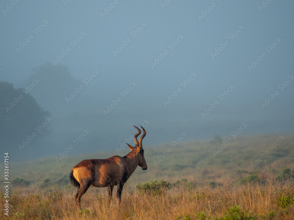 Obraz premium Red hartebeest (Alcelaphus buselaphus caama or Alcelaphus caama). Eastern Cape. South Africa