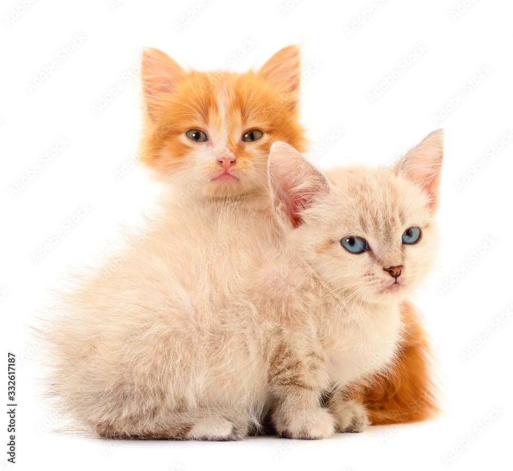 Two small kittens isolated. Two small kittens isolated.