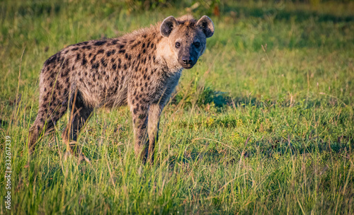 Hyena walking through the African savannah