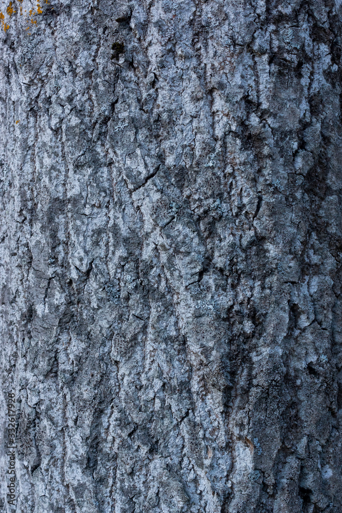 Fototapeta premium Nice rough bark texture and background of an old tree trunk