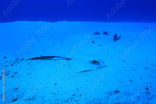 Chowtail stingray photo