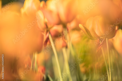 tulip © skazar