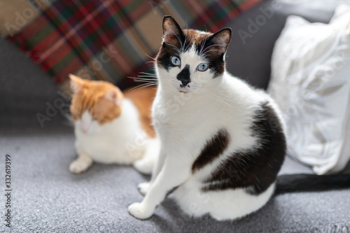Vista desde arriba. gato blanco y negro de ojos azules sentado sobre un sofa, mira a la camara. Detras hay un gato blanco y marron acostado