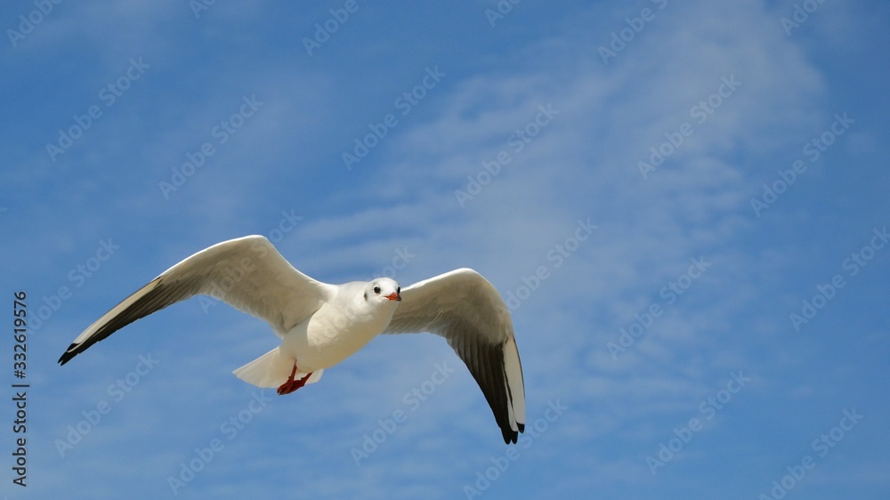 Obraz premium Single seagull in the blue sky. Lovely seagull looking straight at the camera