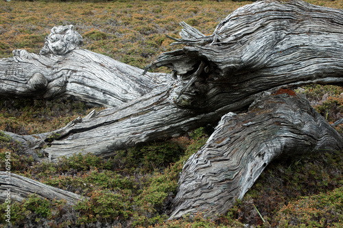 Cradle Mountain Australia, dead tree decaying in alpine meadow