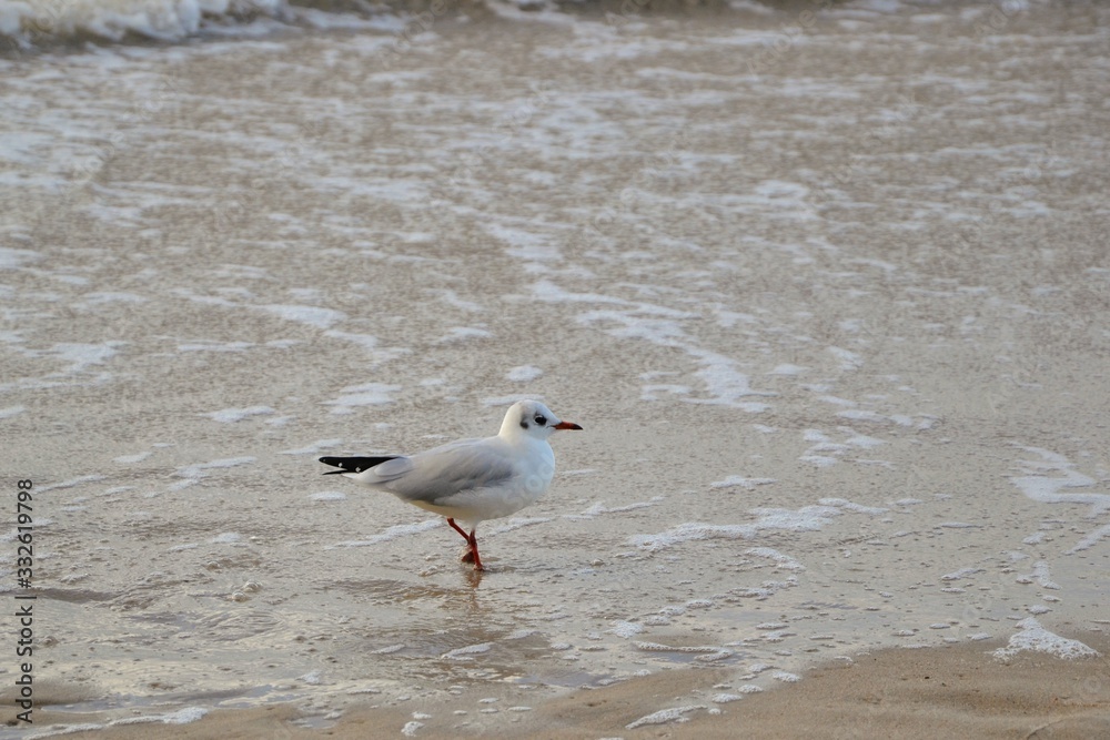 Close up on the one white gull walking on a sea shore. Close up on the one white gull walking on a sea shore.