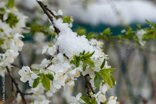 Spring, unexpected cooling. Snow on flowering trees, plum blosso photo