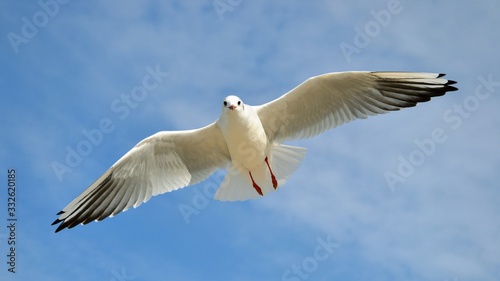 Single seagull in the blue sky. Lovely seagull looking straight at the camera. Panoramic shot