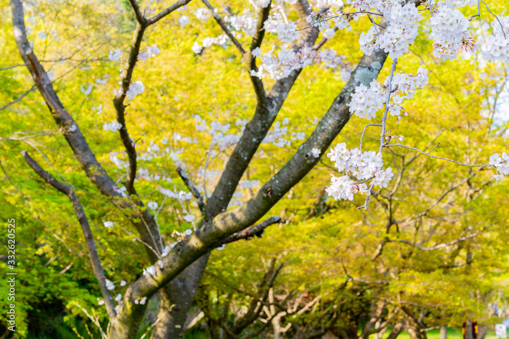 Fototapeta premium rozkwit