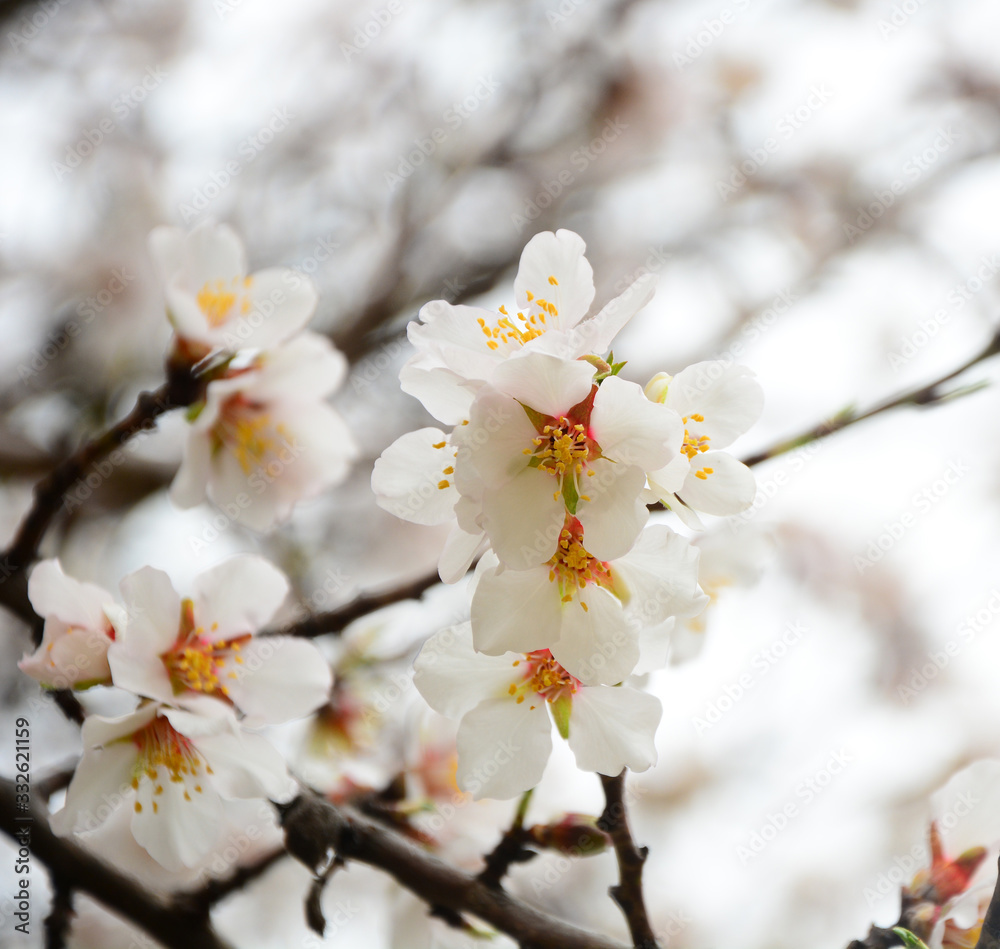 cherry blossom cherry blossom