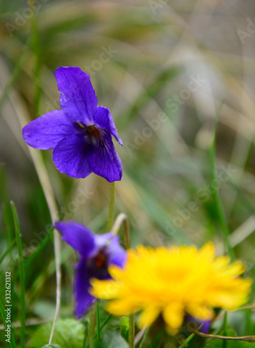 blue iris in the garden