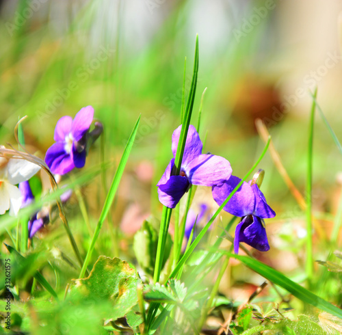 iris in the garden