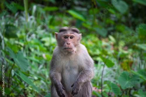 macaque staring at you © Manon