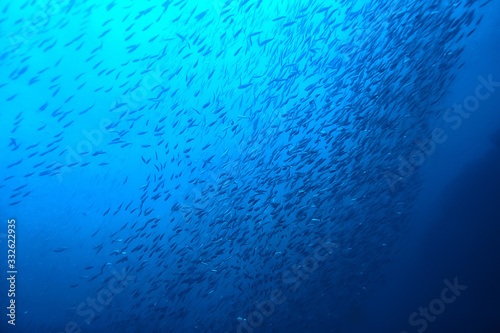 Photography lot of small fish in the sea under water / fish colony, fishing, ocean wildlife