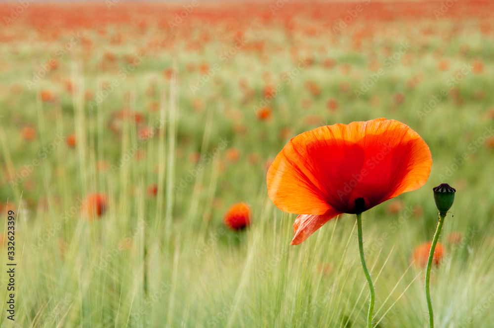 Obraz premium Mohn