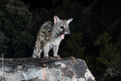 Genet Wildcat photo