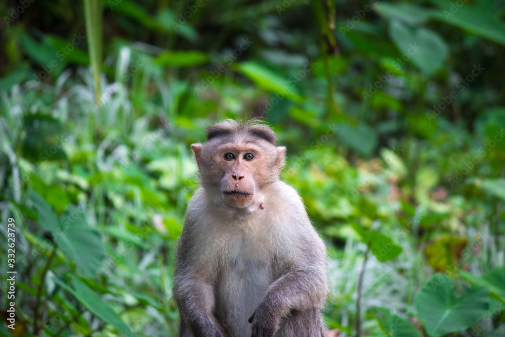 Monkey in the grass Monkey in the grass
