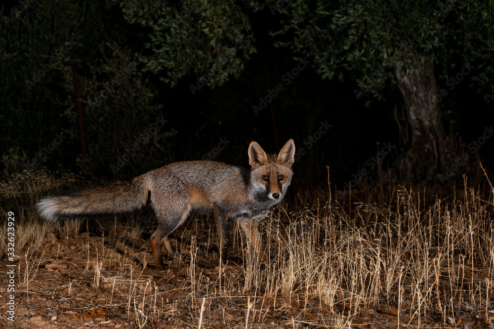 Fototapeta premium Red Fox