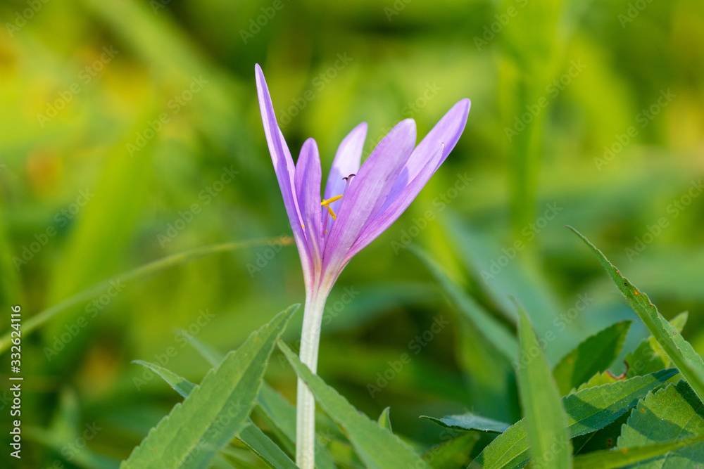 Colchicum autumnale, commonly known as autumn crocus Colchicum autumnale, commonly known as autumn crocus