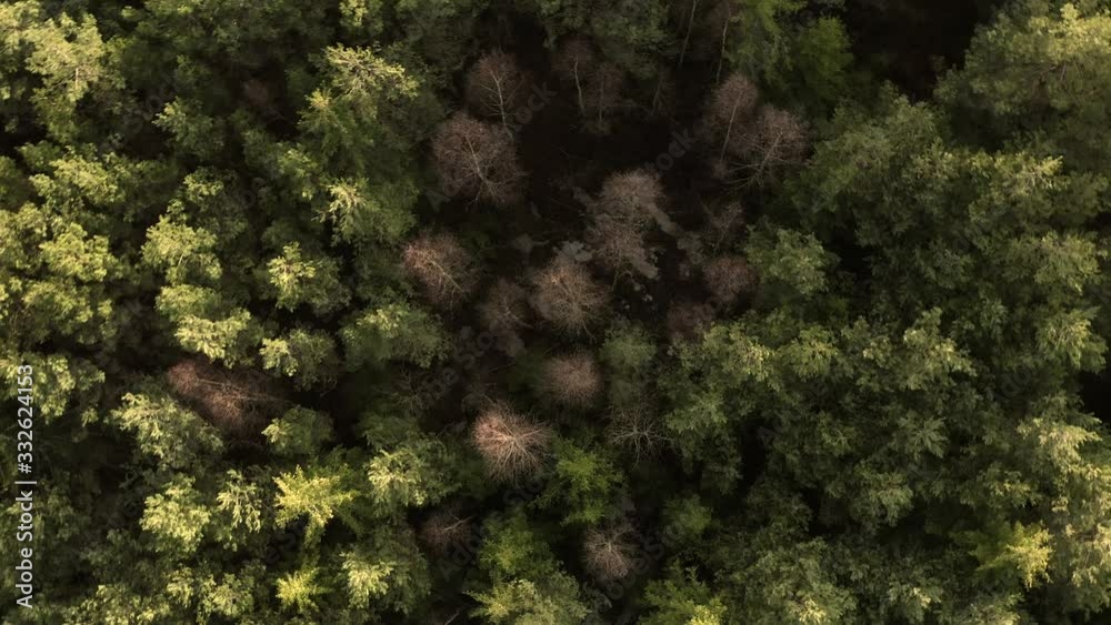 4K drone flying overhead of a mix forest in color during sunset in early spring out in the countryside. A heavenly and beautiful and idyllic little paradise. 4K drone flying overhead of a mix forest in color during sunset in early spring out in the countryside. A heavenly and beautiful and idyllic little paradise.
