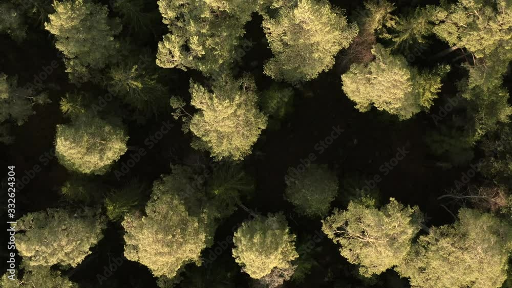 4K amending vertical drone flight over a colourful mixed forest in the colourful countryside in early spring. Flying overbore the canopy of trees. 4K amending vertical drone flight over a colourful mixed forest in the colourful countryside in early spring. Flying overbore the canopy of trees.
