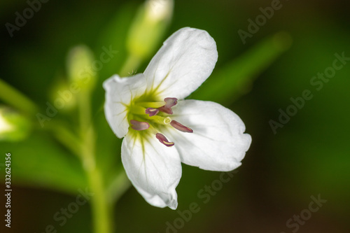 Forest flowers  Cardamine  in the spring