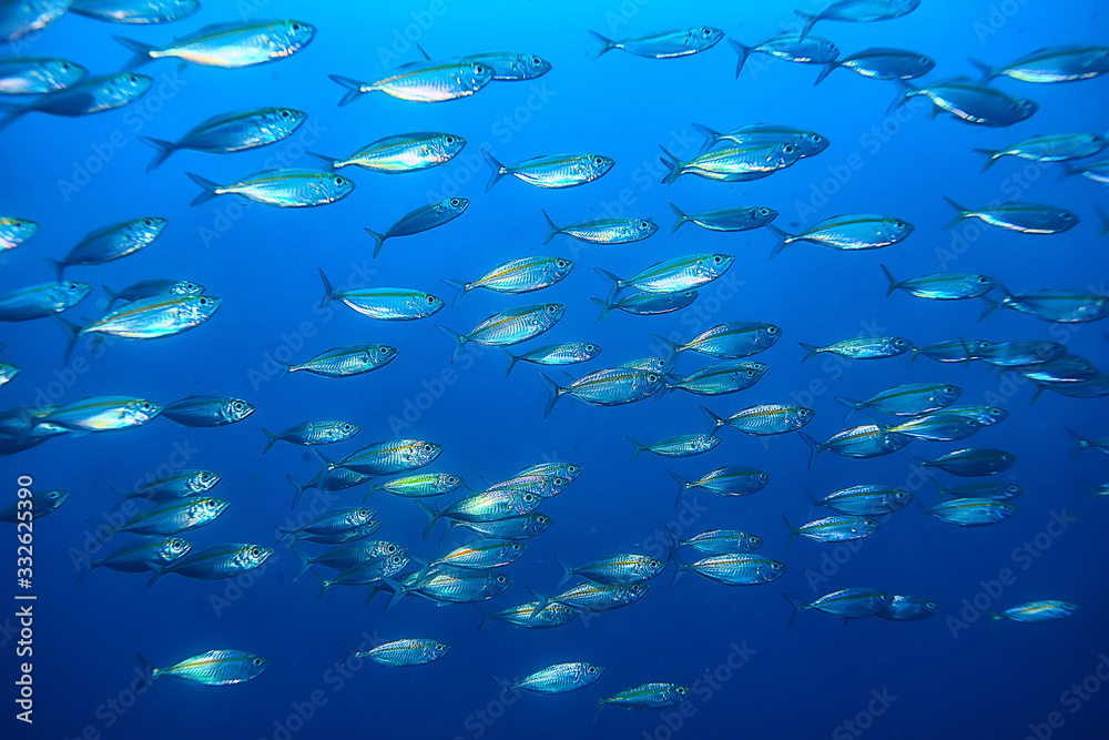 Obraz premium scad jamb under water / sea ecosystem, large school of fish on a blue background, abstract fish alive