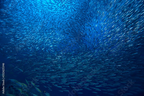 scad jamb under water / sea ecosystem, large school of fish on a blue background, abstract fish alive