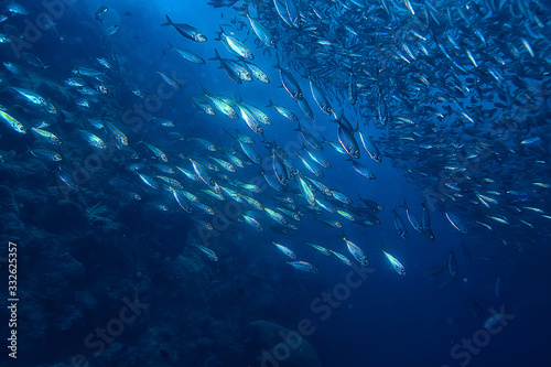 scad jamb under water / sea ecosystem, large school of fish on a blue background, abstract fish alive