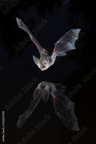 Long eared bat reflection