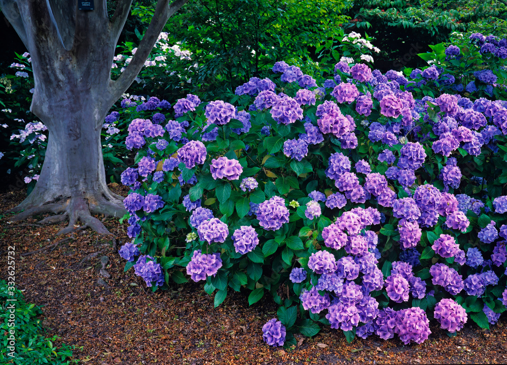 The gardens of a County House in summer with an impressive and colourful display of colourful Hydrangeas