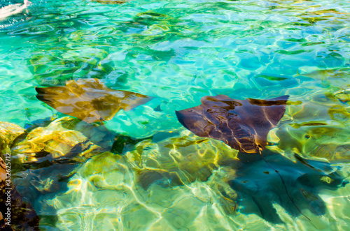 Discovery Cove. Theme park owned and operated by SeaWorld Parks & Entertainment. Orlando, Florida, USA.