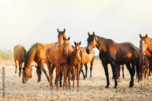 Fototapeta Naklejka Na Ścianę i Meble -  Troupeau des chevaux au pré
