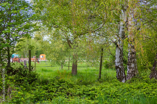 bitsch trees - springtime photo