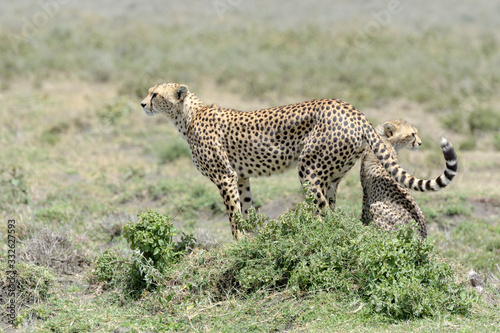 Cheetah (Acinonyx jubatus) mother and cub, standing on savanna, searching for prey, Ngorongoro conservation area, Tanzania.